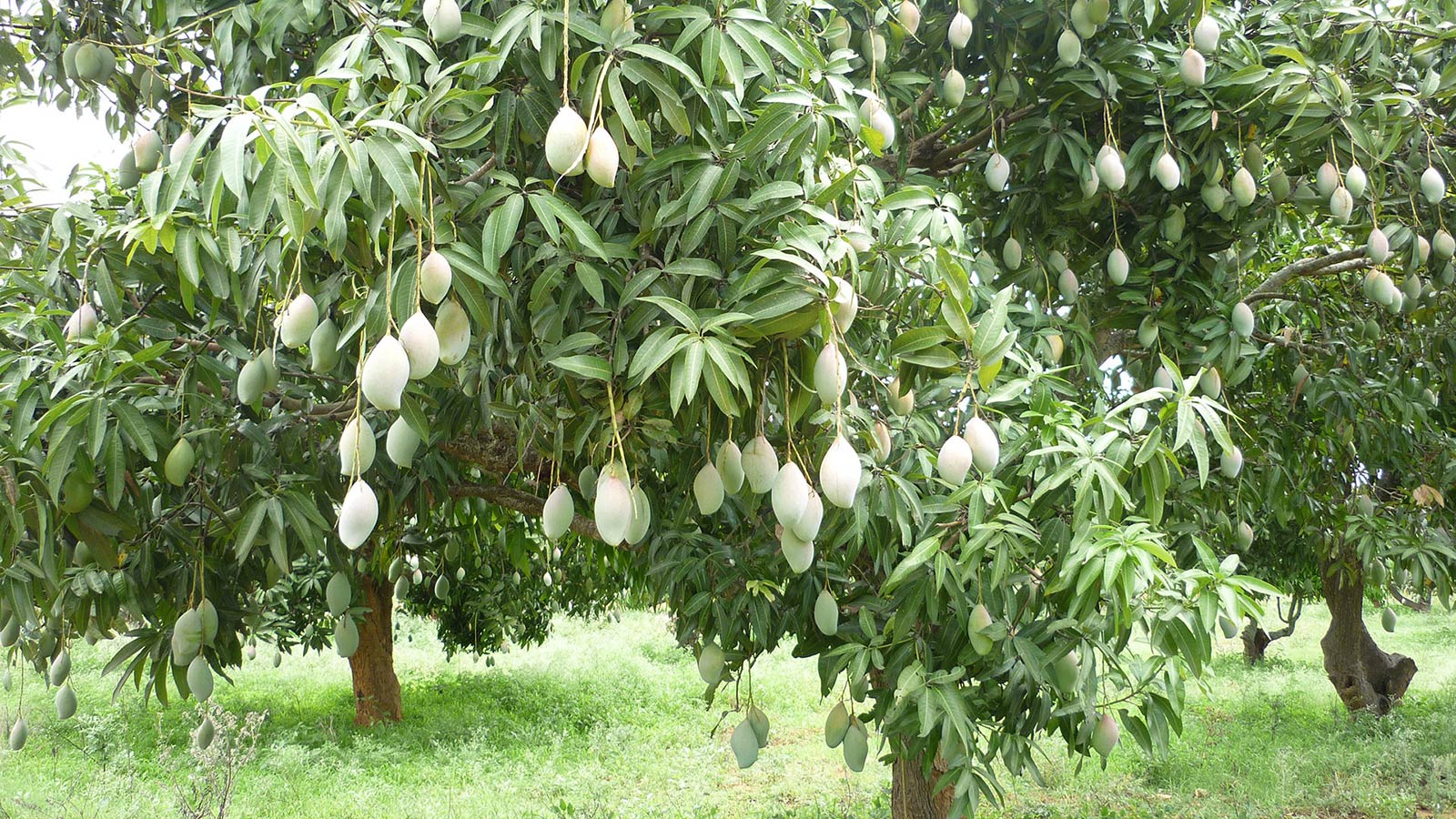 Mango & Archeology in bangladesh